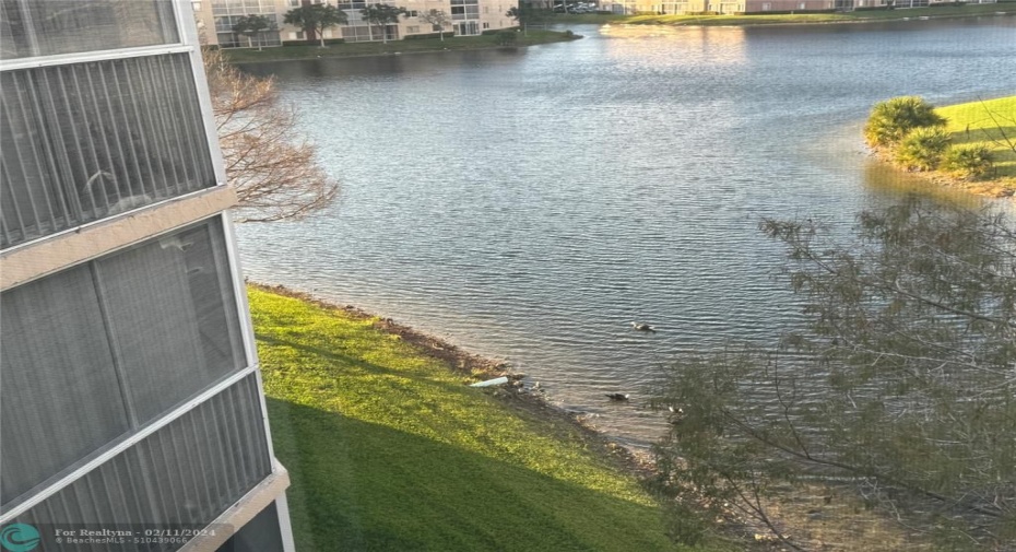 See the Ducks and Enjoy the View with a Cup of Coffee