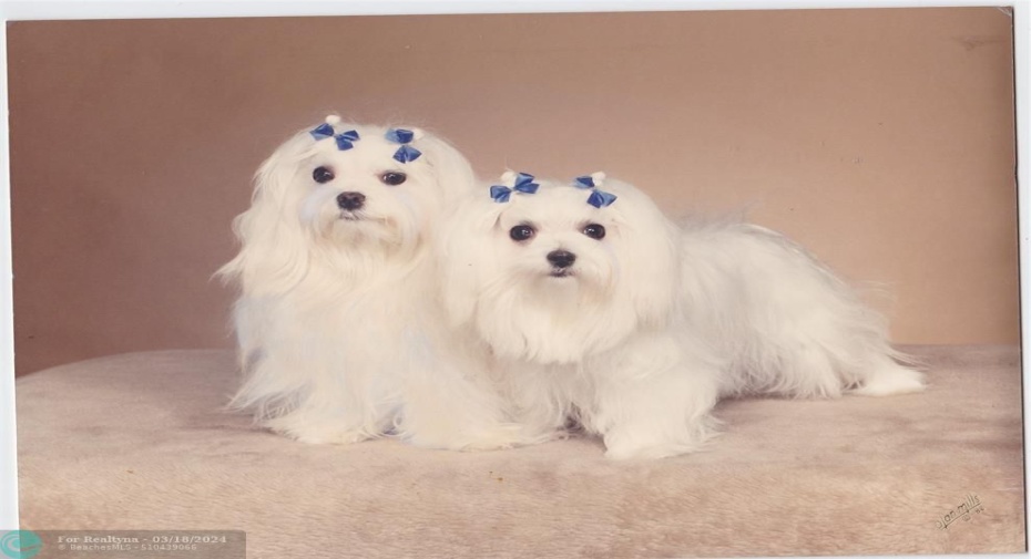 OK to have 2 pets. Max 20# each
