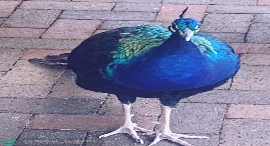 Look who comes around the backyard once in awhile! Great wildlife views from balcony