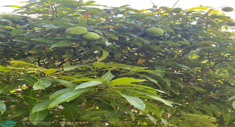 Fresh mangos in season!