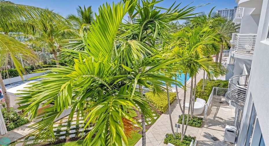 Swaying Palms Provide Beauty and Privacy
