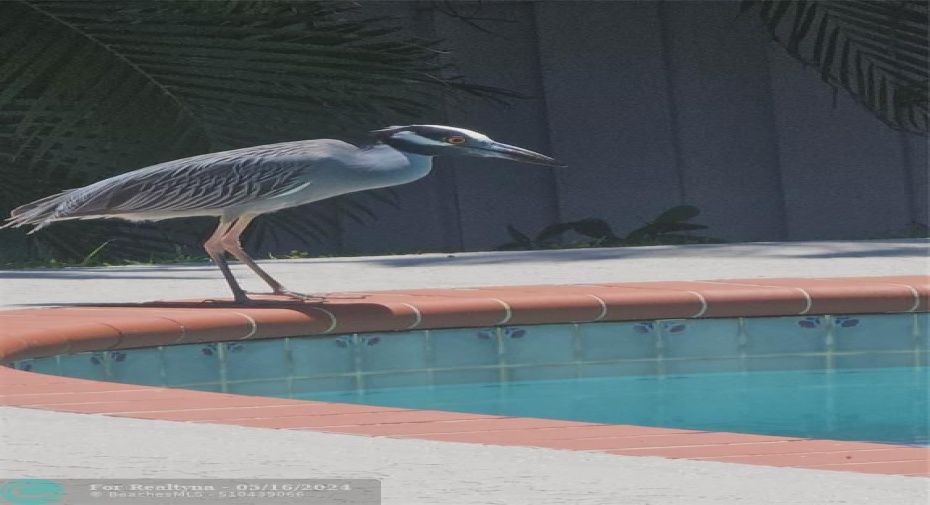 Wild Life getting a drink!