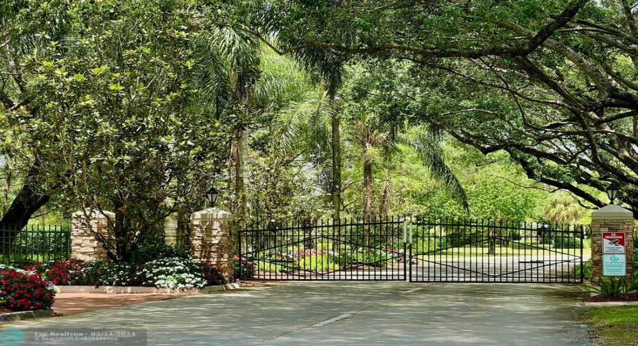Mature Tree Canopy